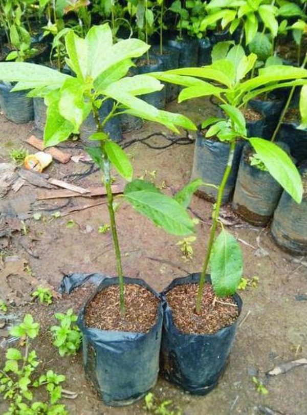 tanaman buah alpukat miki 40cm a Bengkalis
