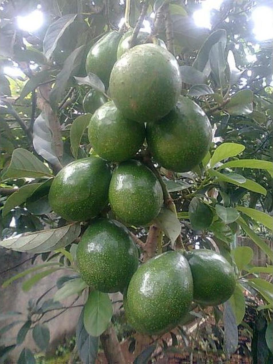 Gambar Produk tanaman buah alpukat miki 40cm Sibolga