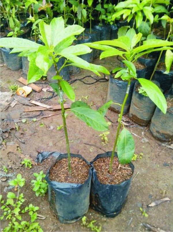 tanaman buah alpukat miki 40cm Sumba Timur