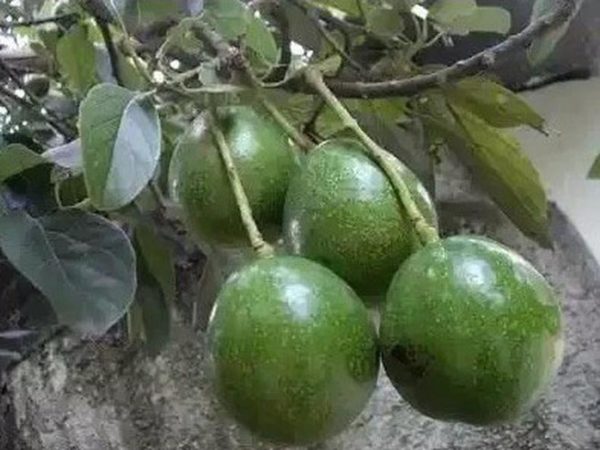 tanaman buah alpukat miki Nias Barat