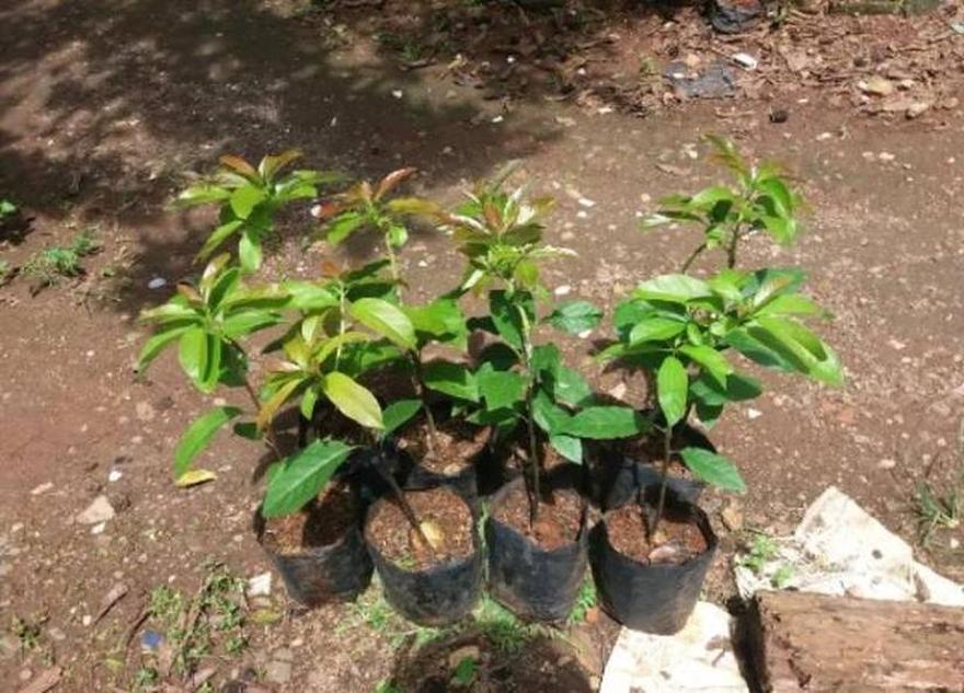Gambar Produk tanaman buah alpukat miki pohon mentega Boyolali