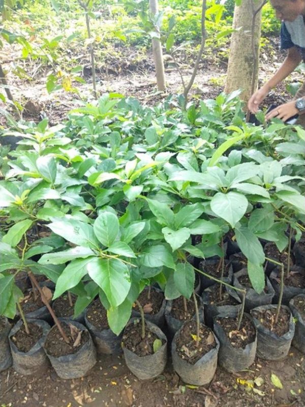 tanaman buah alpukat miki tabulampot okulasi Biak Numfor