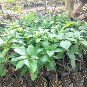 tanaman buah alpukat miki tabulampot okulasi Lombok Timur