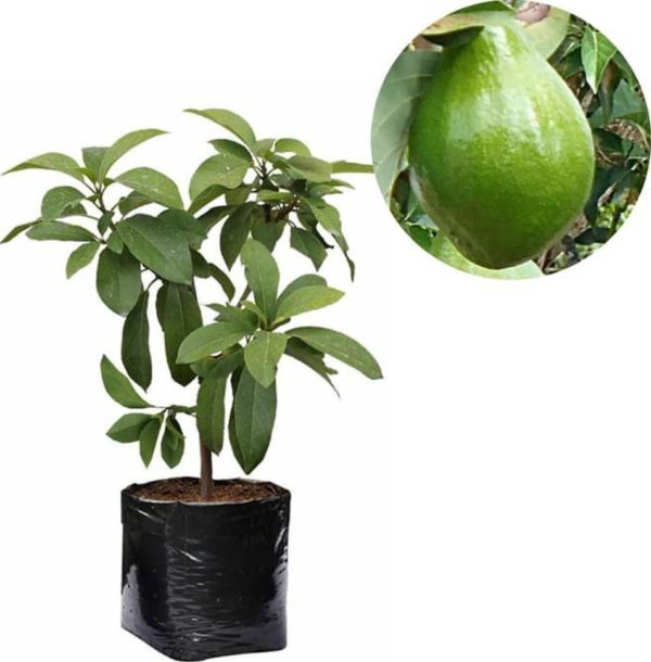tanaman buah alpukat miki tinggi 60cm Gresik