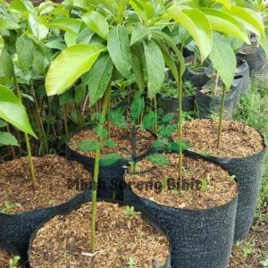 tanaman buah alpukat okulasi Kubu Raya