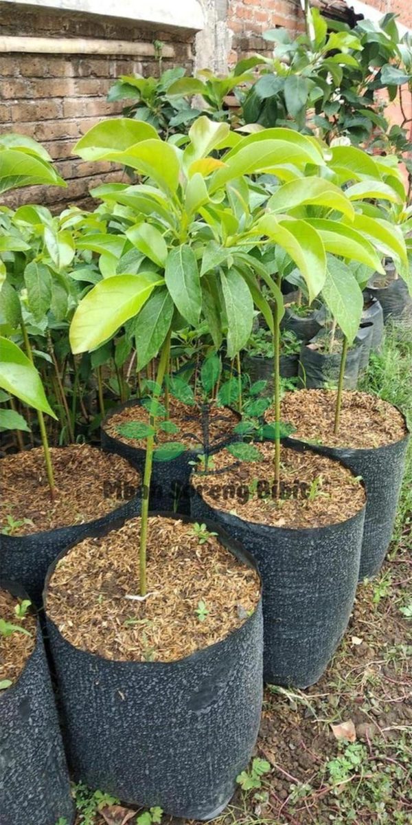 tanaman buah alpukat okulasi Kubu Raya