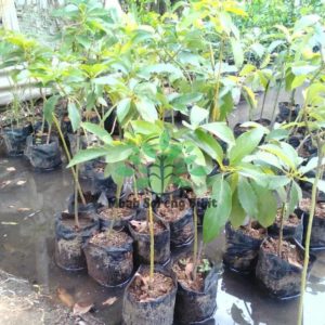 tanaman buah alpukat okulasi Lamongan