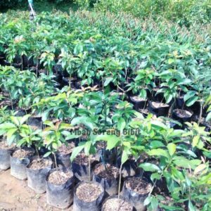 tanaman buah alpukat okulasi Manggarai