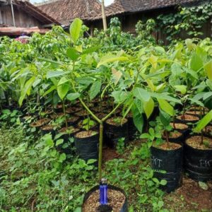 tanaman buah alpukat pinkerton Sanggau