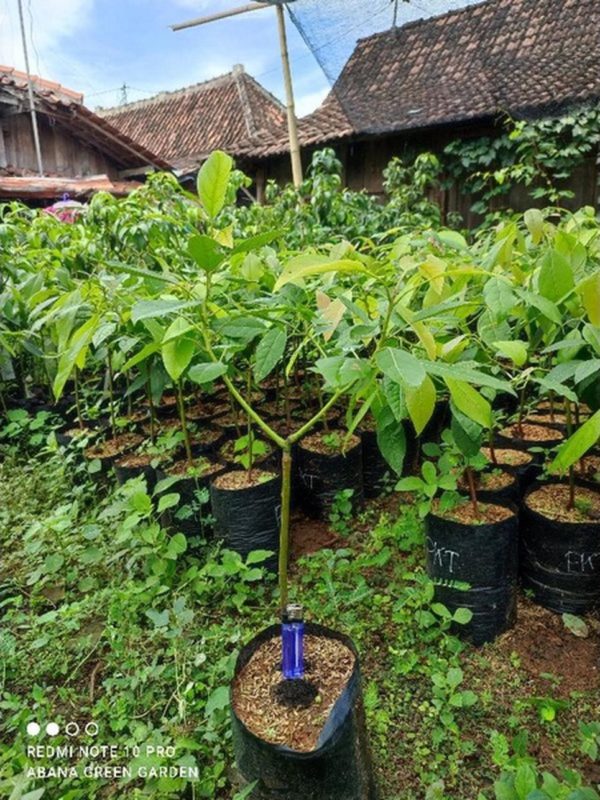 tanaman buah alpukat pinkerton Sanggau