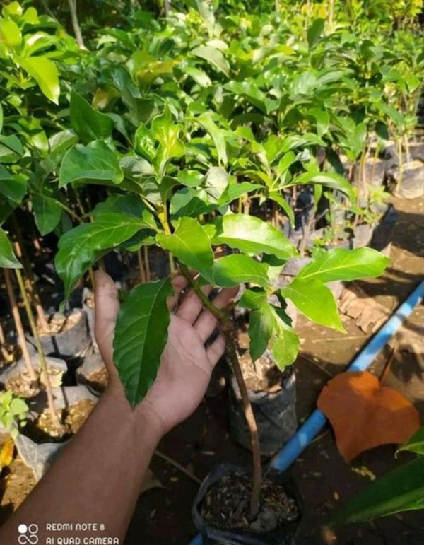 tanaman buah alpukat pluwang genjah di Humbang Hasundutan