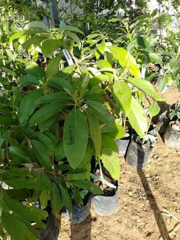 tanaman buah alpukat pluwang genjah di Mamberamo Raya