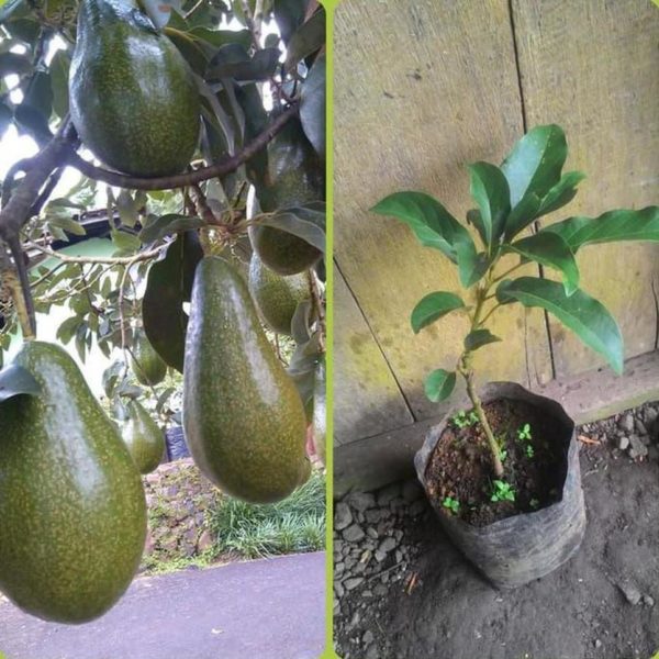 tanaman buah alpukat pluwang kualitas unggul Indramayu
