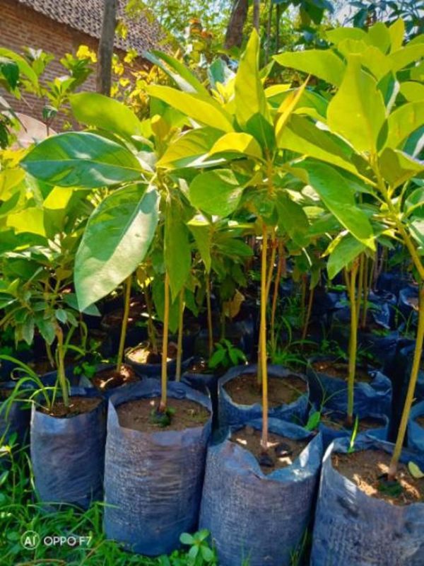 tanaman buah alpukat pluwang Temanggung