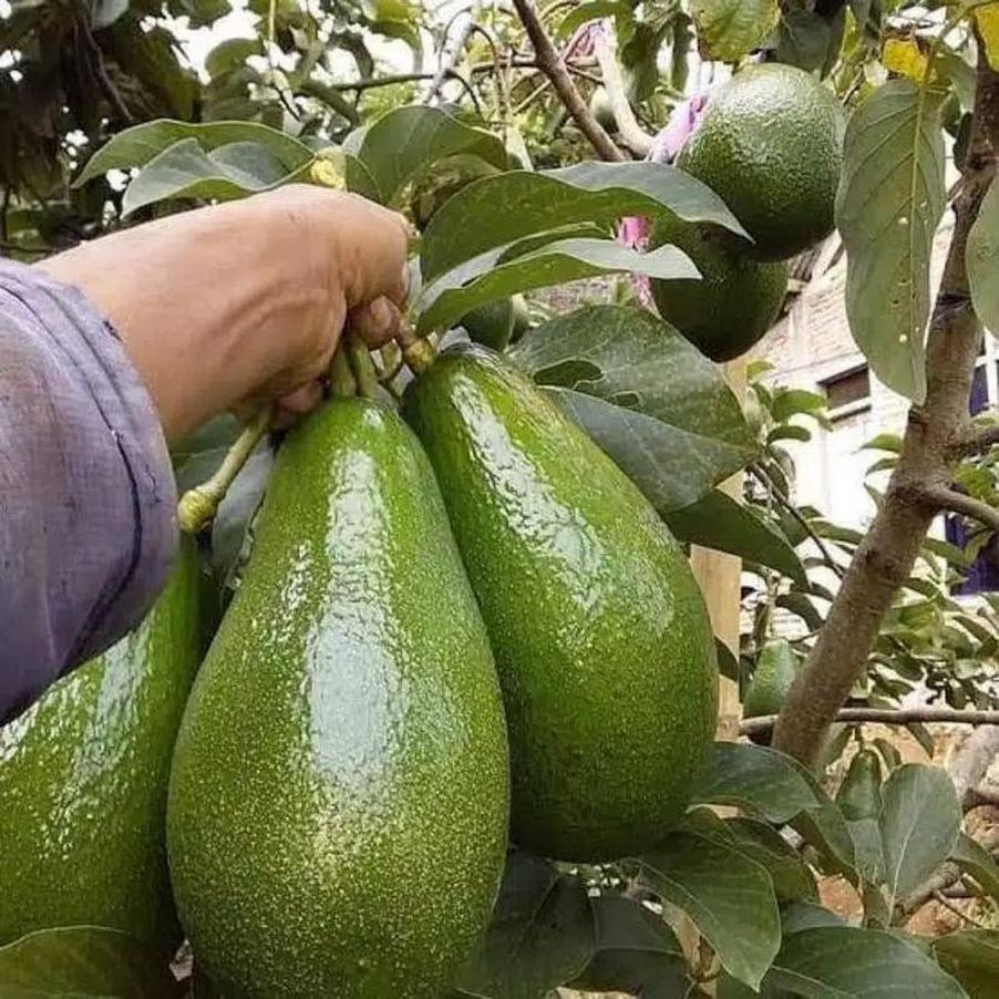 Gambar Produk tanaman buah alpukat pohon pokat aligator jumbo Konawe Selatan