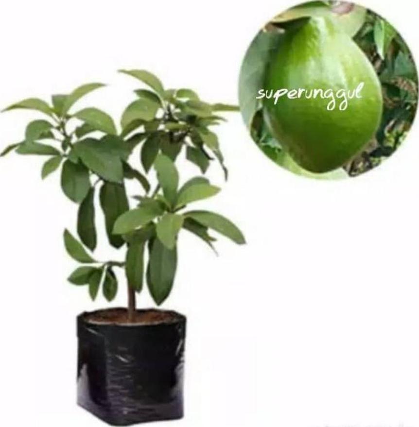 Gambar Produk tanaman buah alpukat pohon pokat aligator jumbo Ngada
