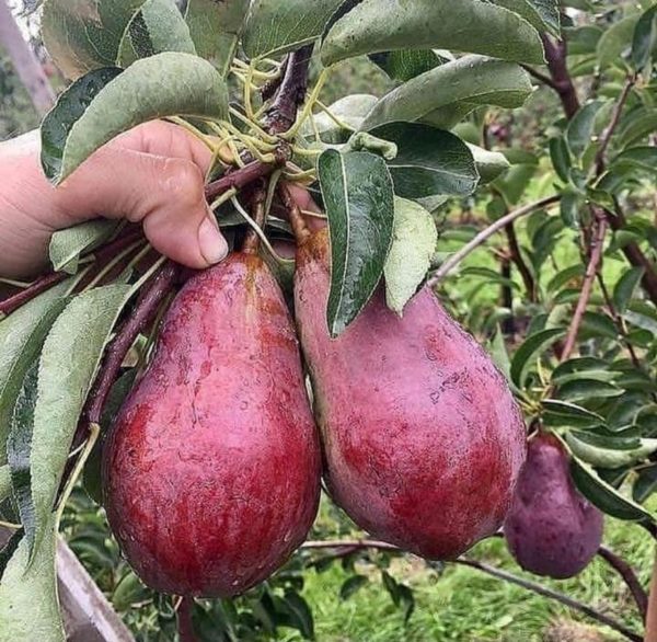 tanaman buah alpukat red vietnam asli okulasi cepat berbuah Aceh Singkil