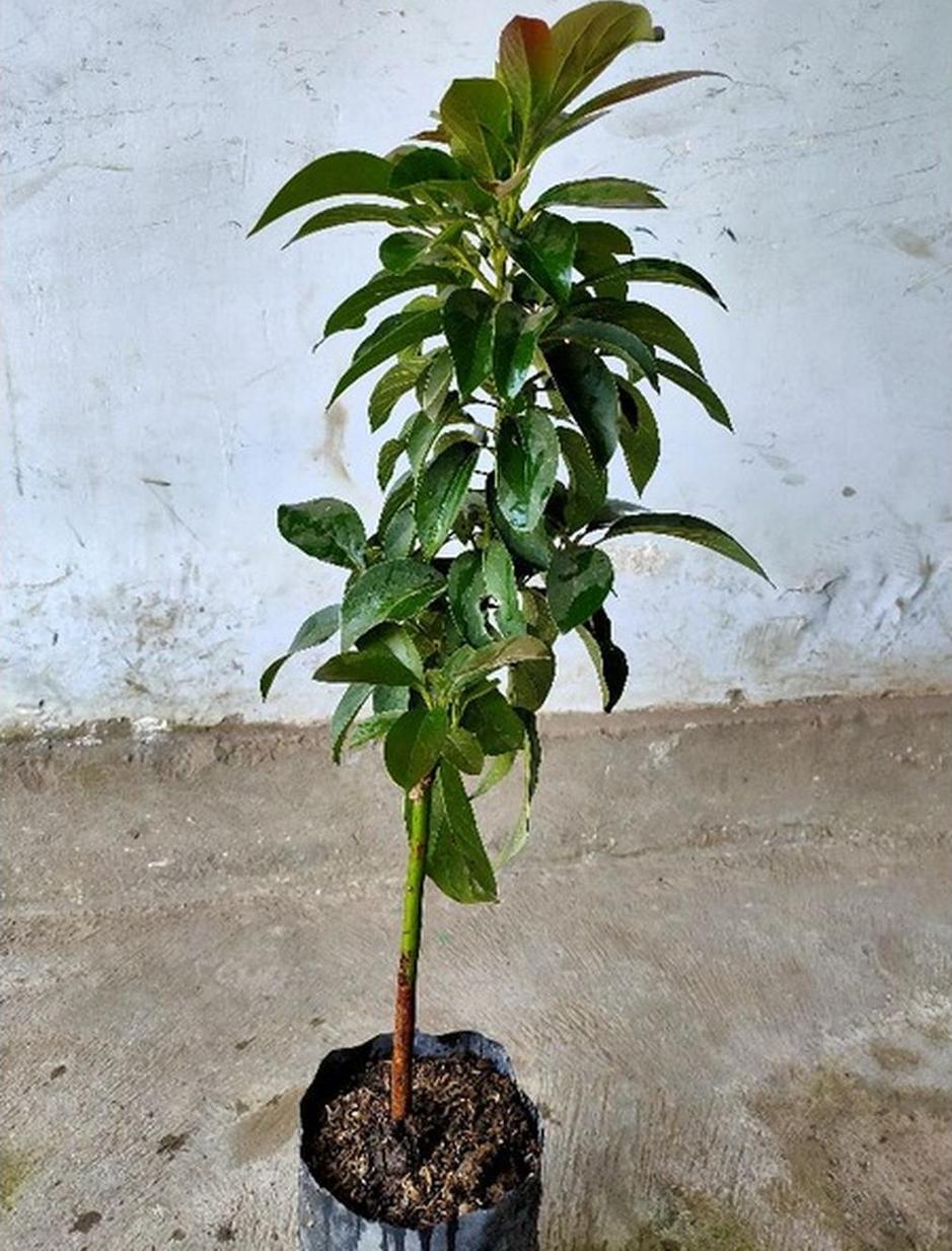 Gambar Produk tanaman buah alpukat red vietnam asli okulasi cepat berbuah Bangka Tengah