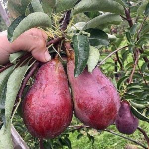 tanaman buah alpukat red vietnam asli okulasi cepat berbuah Poso