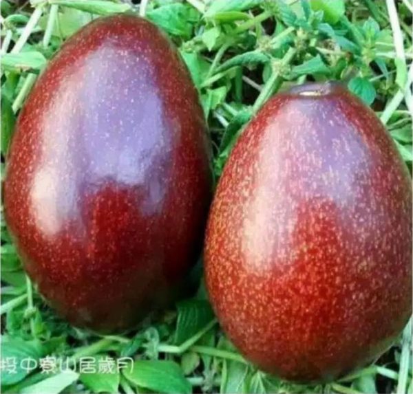 tanaman buah alpukat red vietnam Polewali Mandar