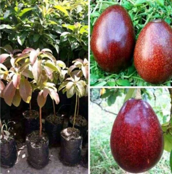 tanaman buah alpukat red vietnam valid genjah Intan Jaya