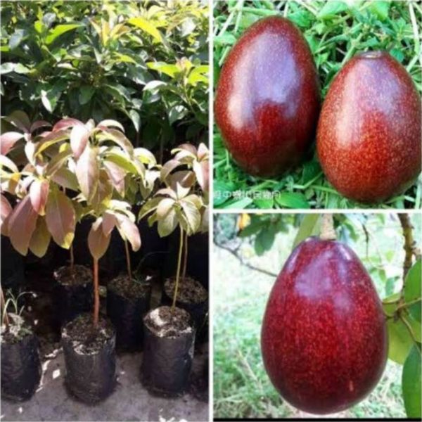 tanaman buah alpukat red vietnam valid Maybrat