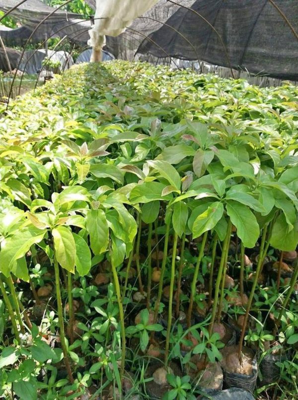 tanaman buah alpukat shepard Wakatobi