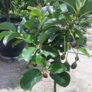 tanaman buah alpukat subang Pulau Morotai