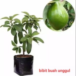 tanaman buah alpukat super unggul Tabanan