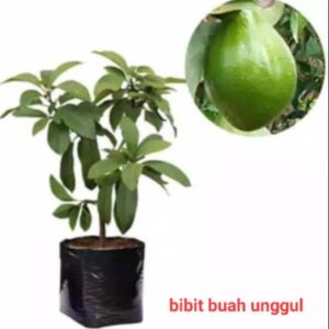 tanaman buah alpukat super unggul Teluk Bintuni