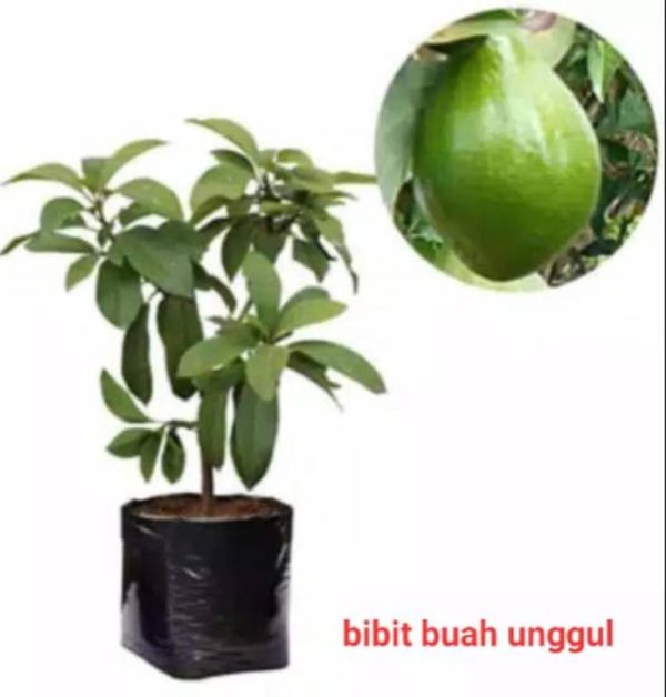 tanaman buah alpukat super unggul Teluk Bintuni