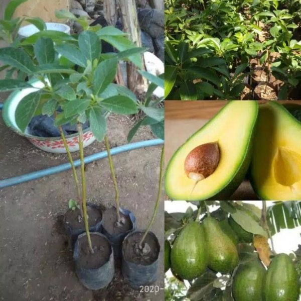 tanaman buah alpukat wina majalengka Ogan Komering Ulu Selatan