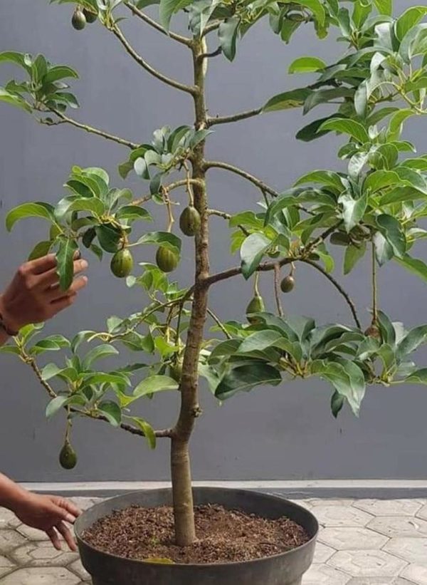 tanaman buah alpukat wina unggul Manggarai