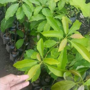 tanaman buah alpukat yamagata pohon super Bandung
