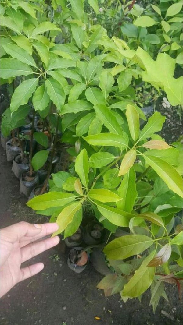 tanaman buah alpukat yamagata pohon super Kotawaringin Barat