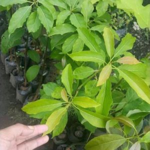 tanaman buah alpukat yamagata pohon super Rote Ndao