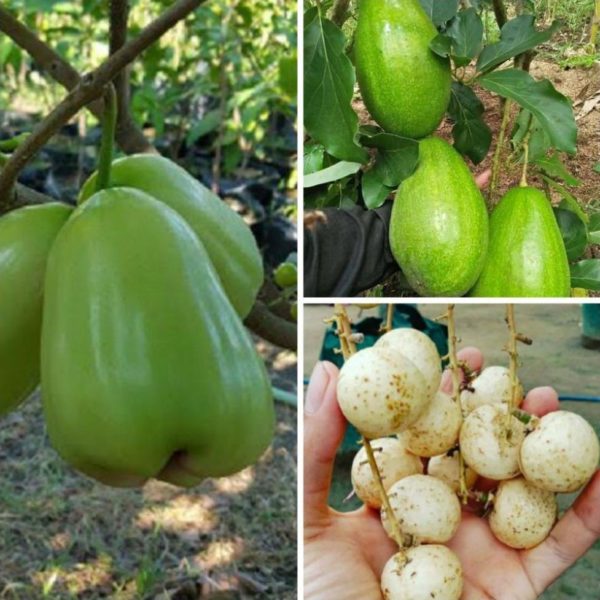 tanaman buah klengkeng alpukat Bombana