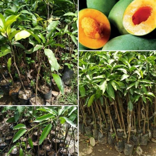 tanaman buah mangga alpukat okulasi Sabu Raijua