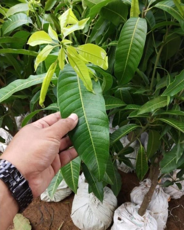 tanaman buah mangga alpukat super Gorontalo Utara