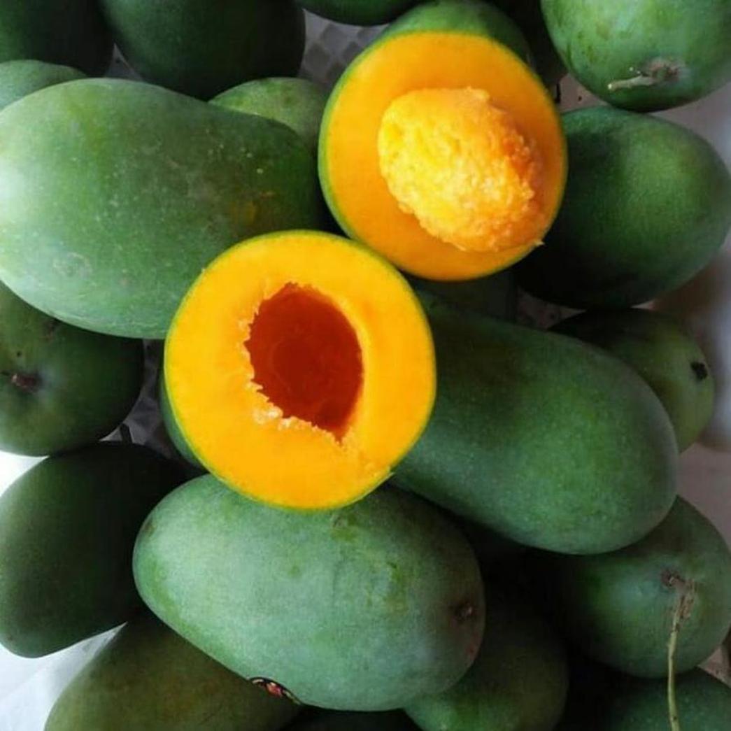 Gambar Produk tanaman buah mangga alpukat super Serang