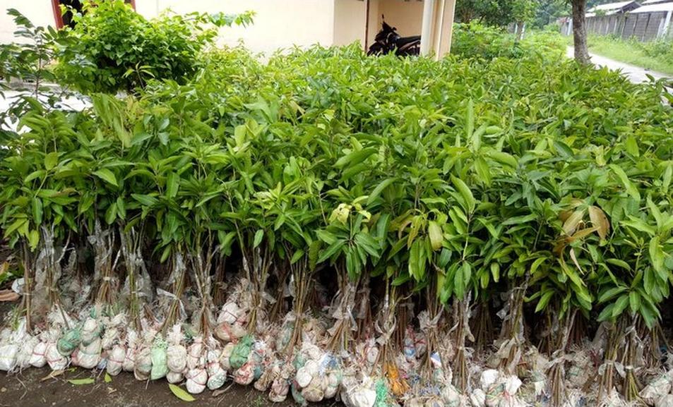 Gambar Produk tanaman buah mangga alpukat super unggul Gorontalo Utara