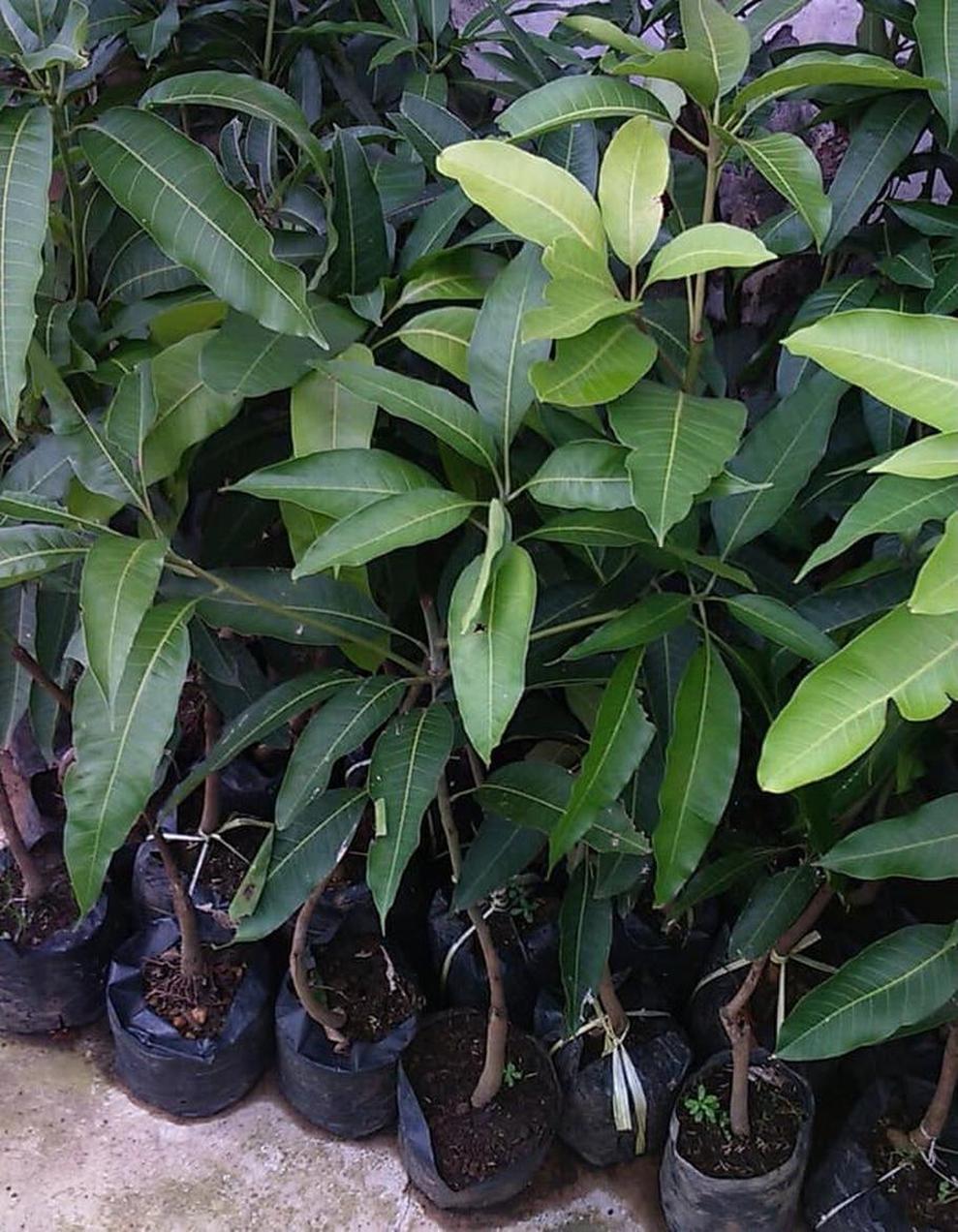 Gambar Produk tanaman buah mangga alpukat super unggul Paser