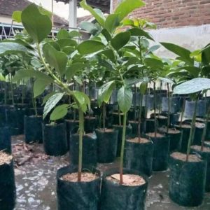 tanaman buah pohon alpukat apukat markus valid tinggi up super genjah cepat berbuah Barito Kuala