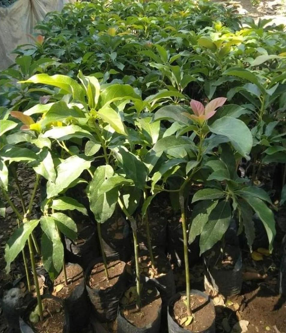 Gambar Produk tanaman buah pohon alpukat apukat markus valid tinggi up super genjah cepat berbuah Nagekeo