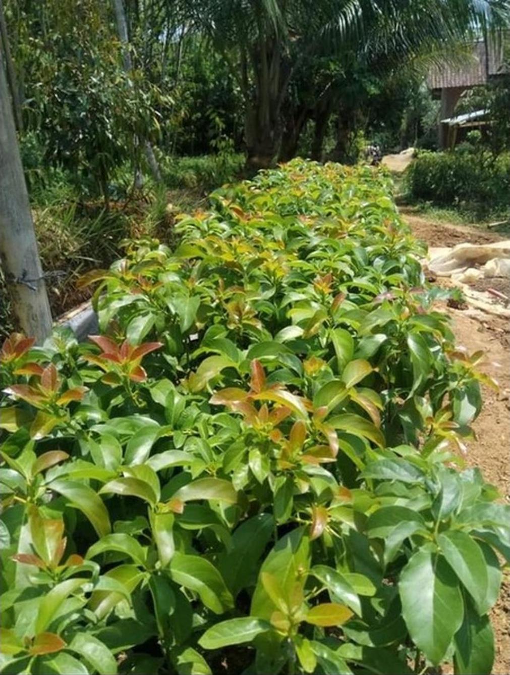 Gambar Produk tanaman buah pohon alpukat apukat markus valid tinggi up super genjah cepat berbuah Sidoarjo