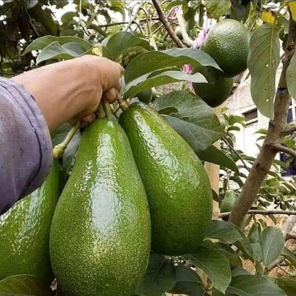 Gambar Produk tanaman buah pohon alpukat mentega jumbo hasil okulasi Cirebon