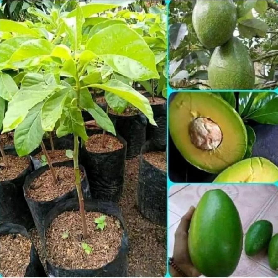 Gambar Produk tanaman buah pohon alpukat mentega jumbo hasil okulasi Parepare