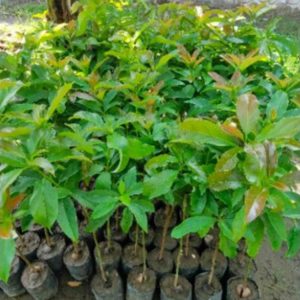 tanaman buah unggul alpukat asli Lampung Barat