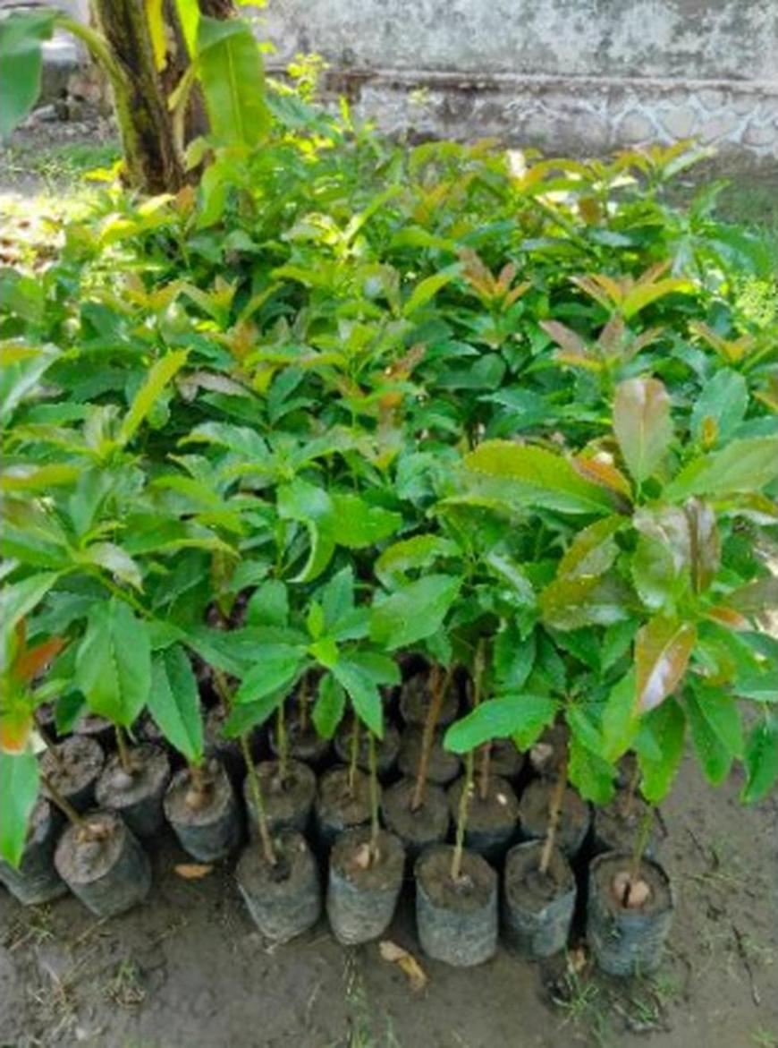 Gambar Produk tanaman buah unggul alpukat asli Lampung Barat