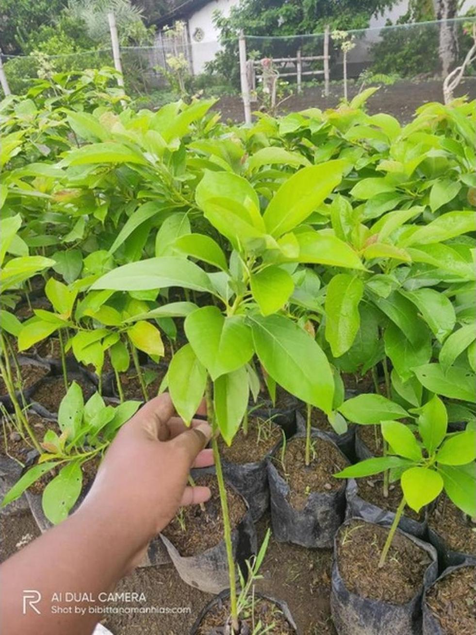 Gambar Produk tanaman buah unggul alpukat markus Bombana